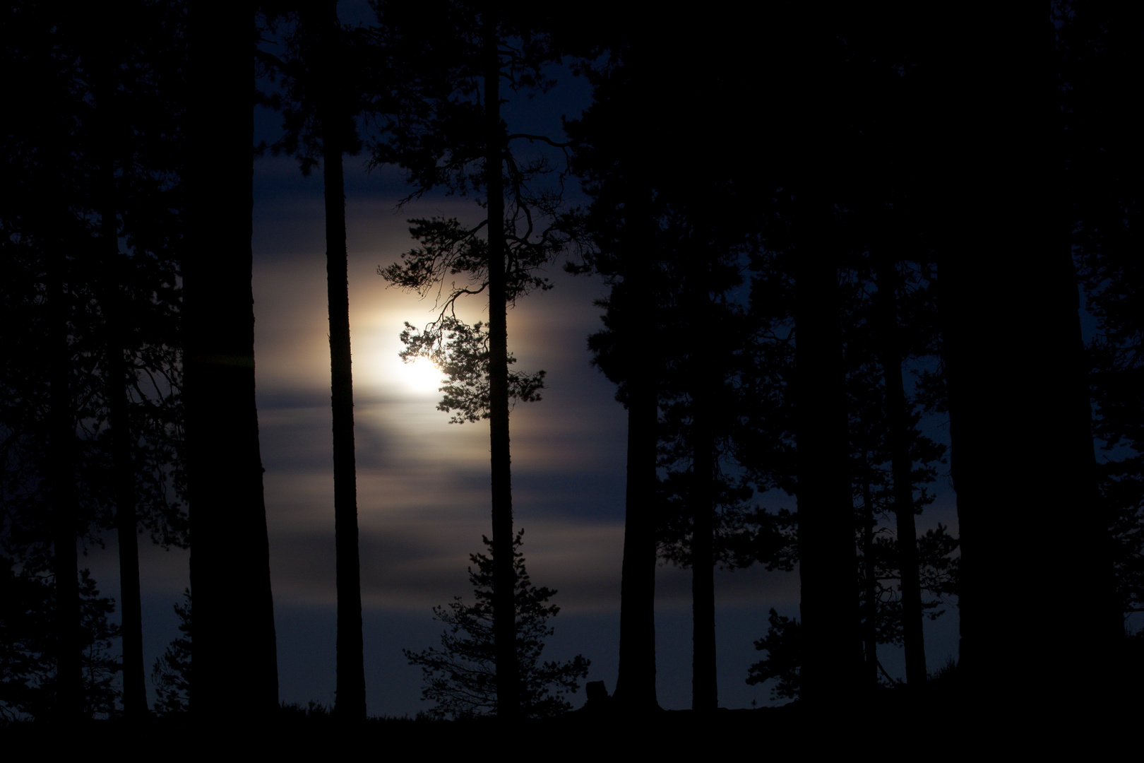 Moonlight Forest