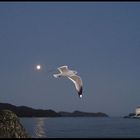 Moonlight Landscape