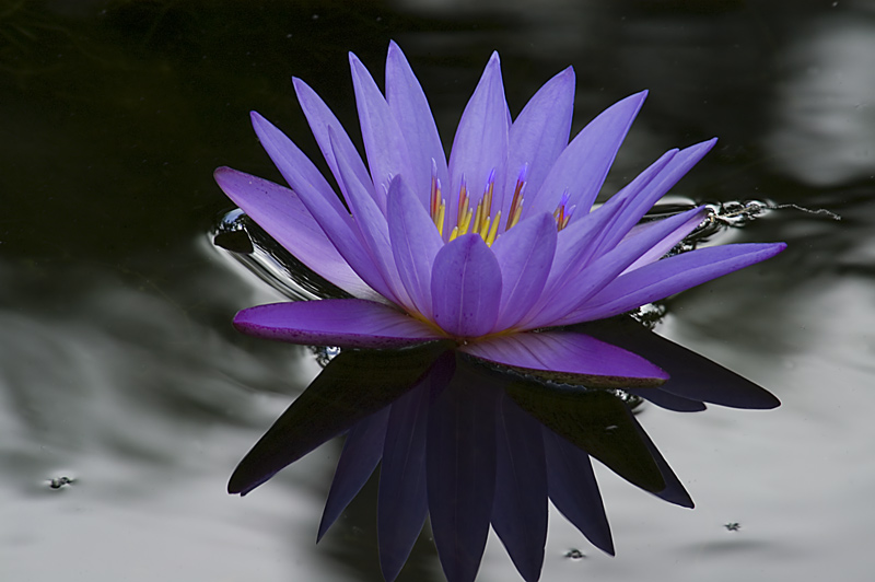 Moonlight Lotus