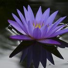 Moonlight Lotus