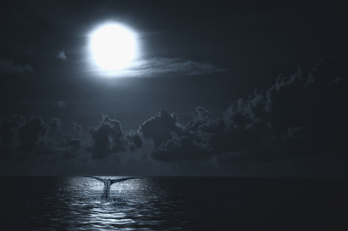 Moonlight Shadow Moonlight Shadow