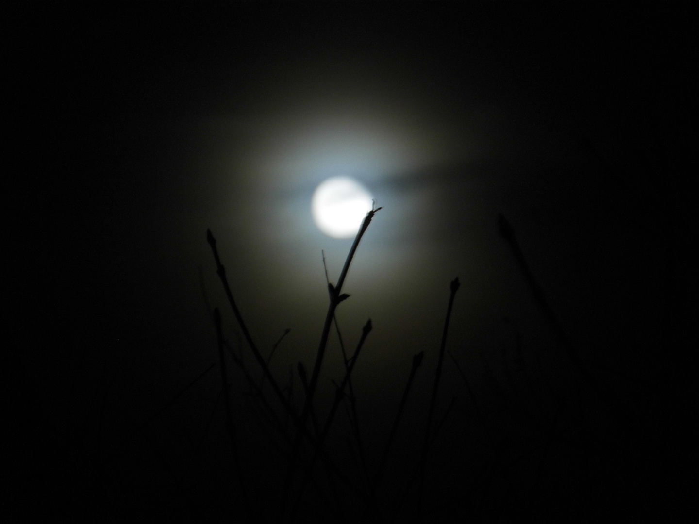 "Moonlight Shadow"