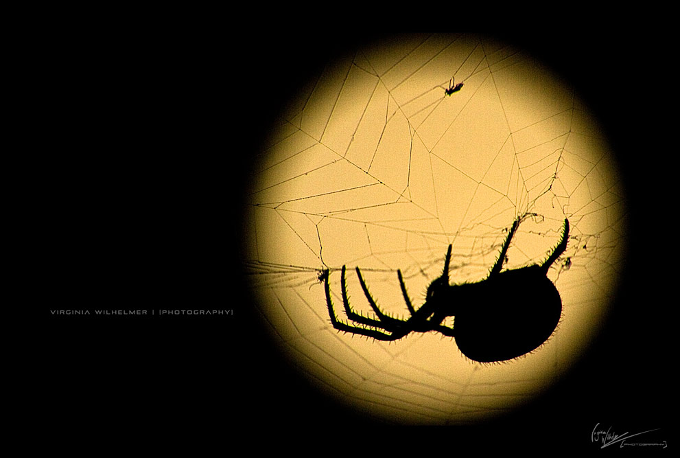 Moonlight Spider