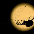 Moonlight Spider