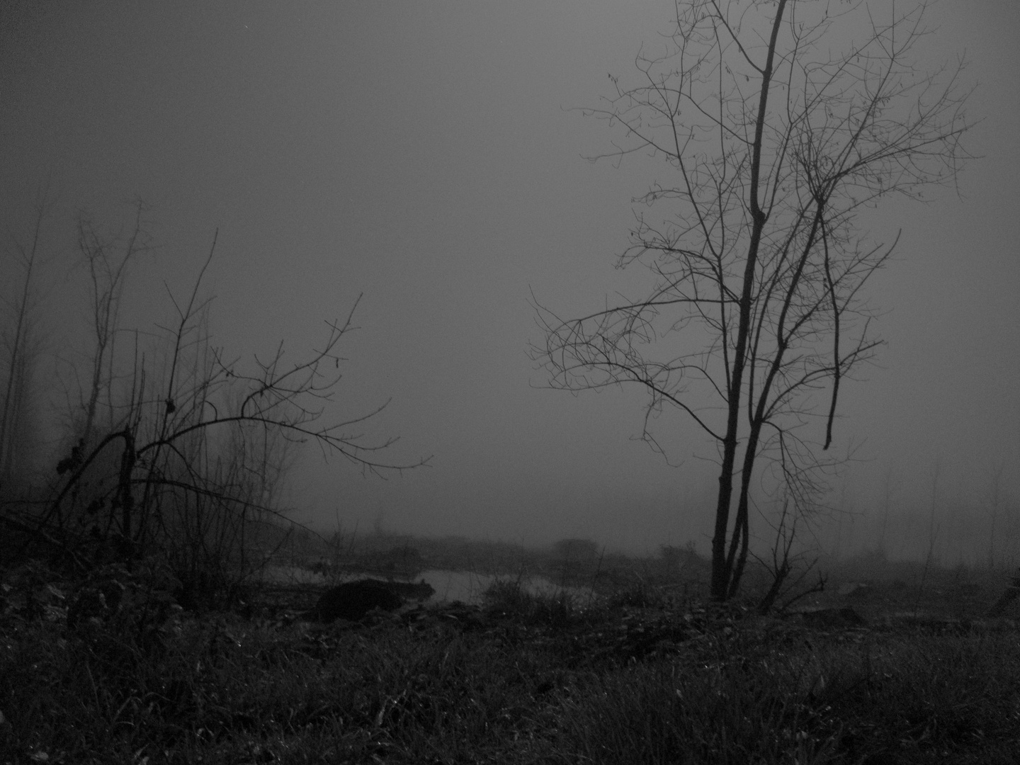 Moonlight Swamp