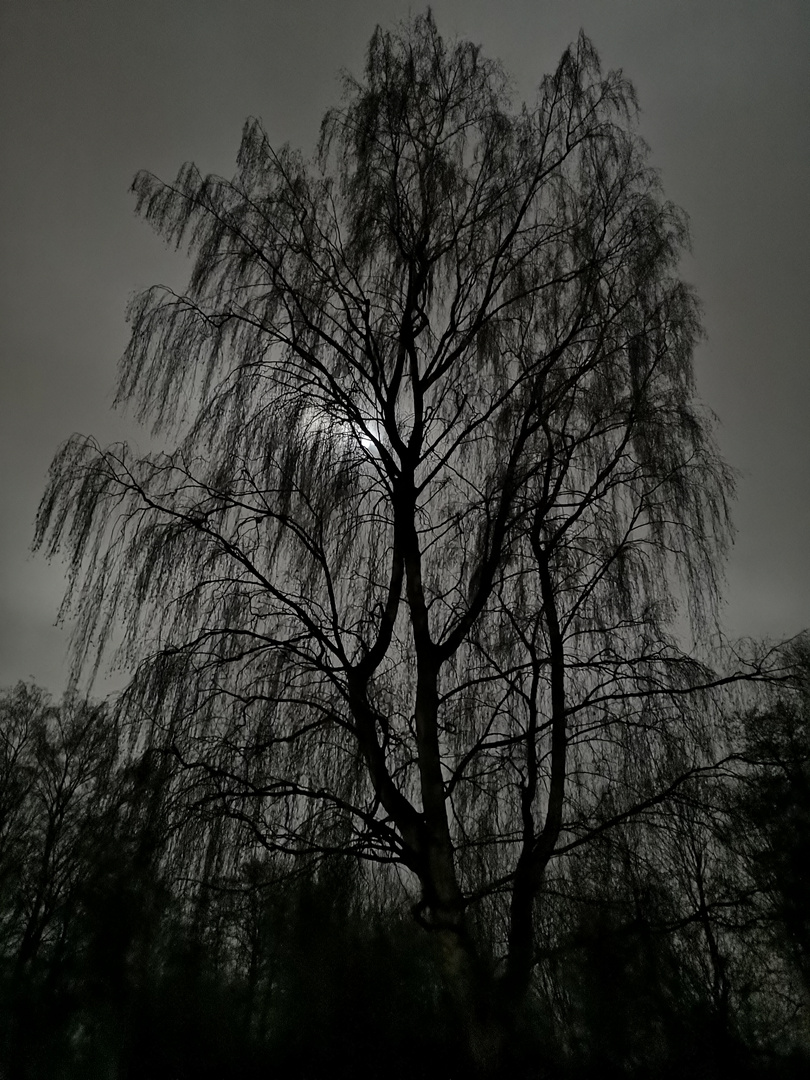 Moonlight tree