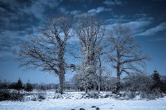 Moonlight-Trees