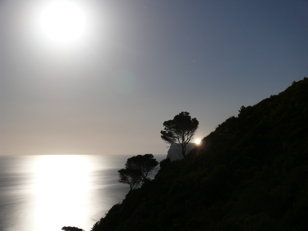 moonlight trees