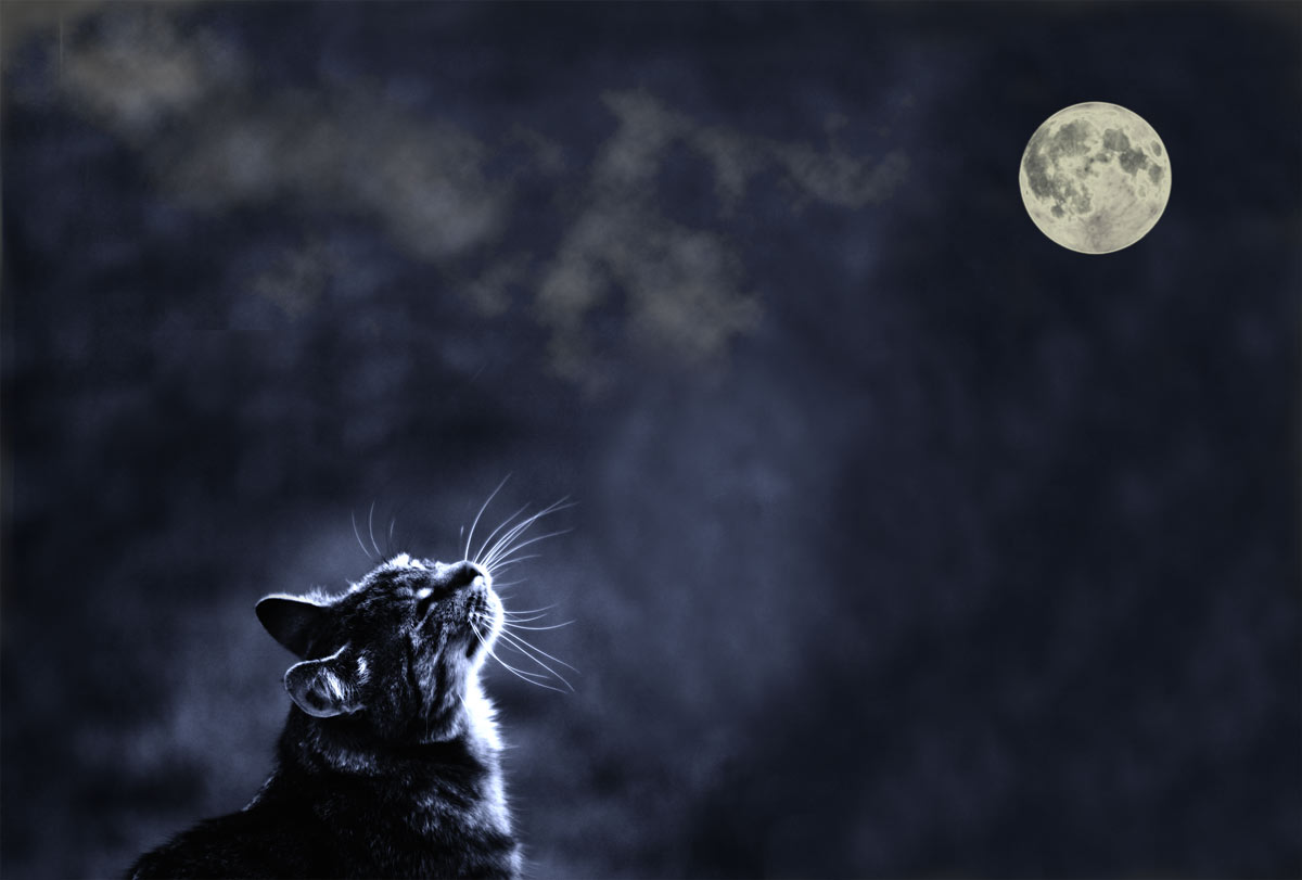 MOONLIGHTCAT