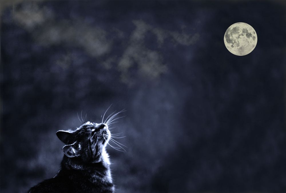 MOONLIGHTCAT by chris1406 