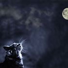 MOONLIGHTCAT