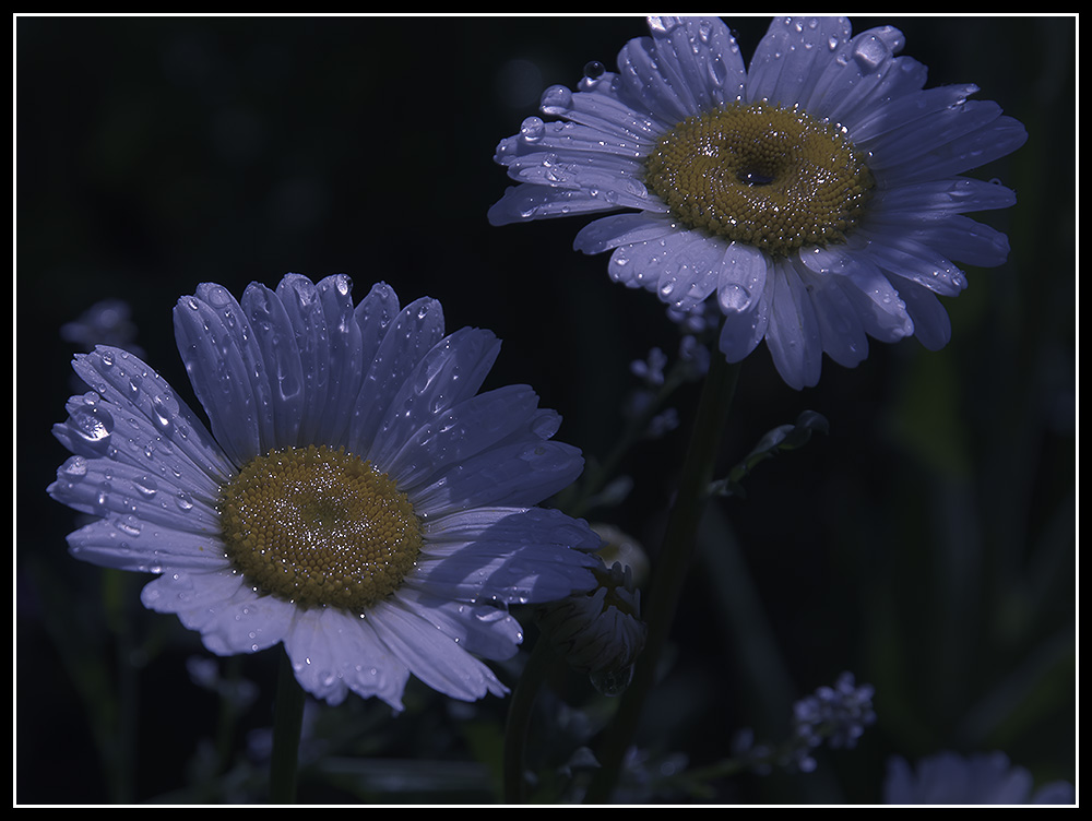 Moonlightflowers