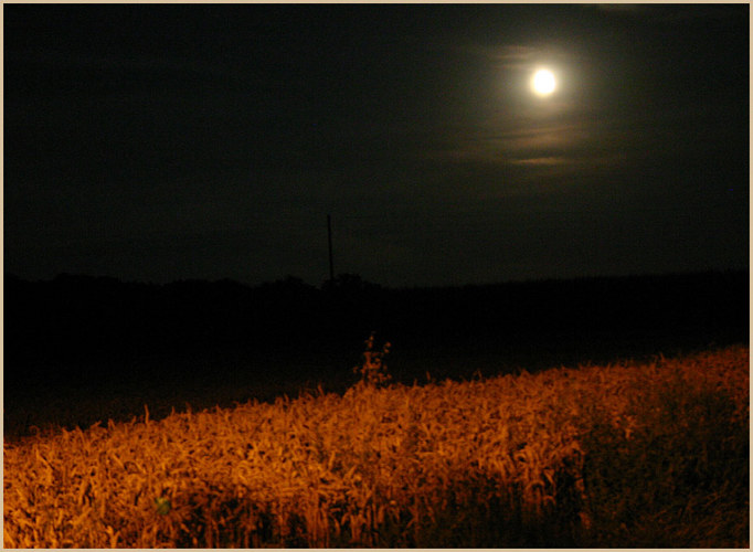 Moonligthdreams - Die Nacht im Korn