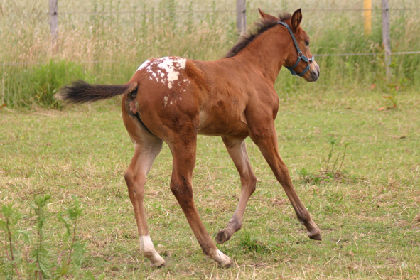 Moonlite Bogie, Appaloosa Stutfohlen 2008