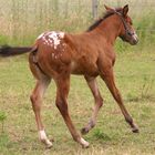 Moonlite Bogie, Appaloosa Stutfohlen 2008