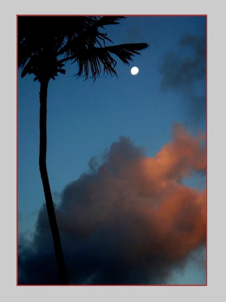 MOONRISE OVER THE COCO-TREE