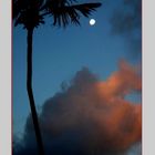 MOONRISE OVER THE COCO-TREE