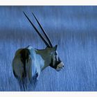 Moonshine Oryx