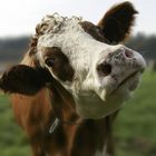 Mooooooo