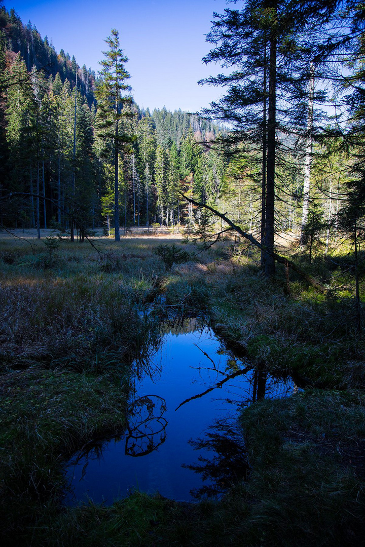 moor am arbersee...