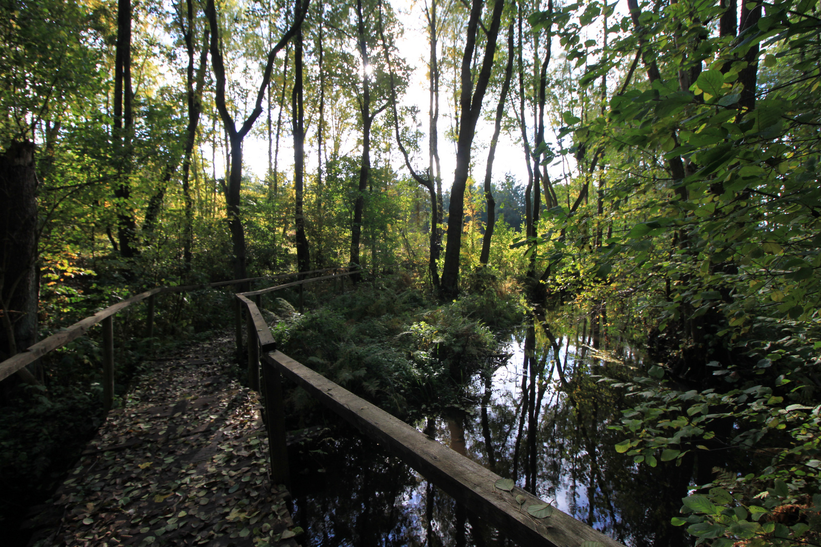 Moor am Bantikower See (Untersee) bei Kyritz