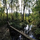 Moor am Bantikower See (Untersee) bei Kyritz