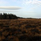 Moor am Fuße des Brocken