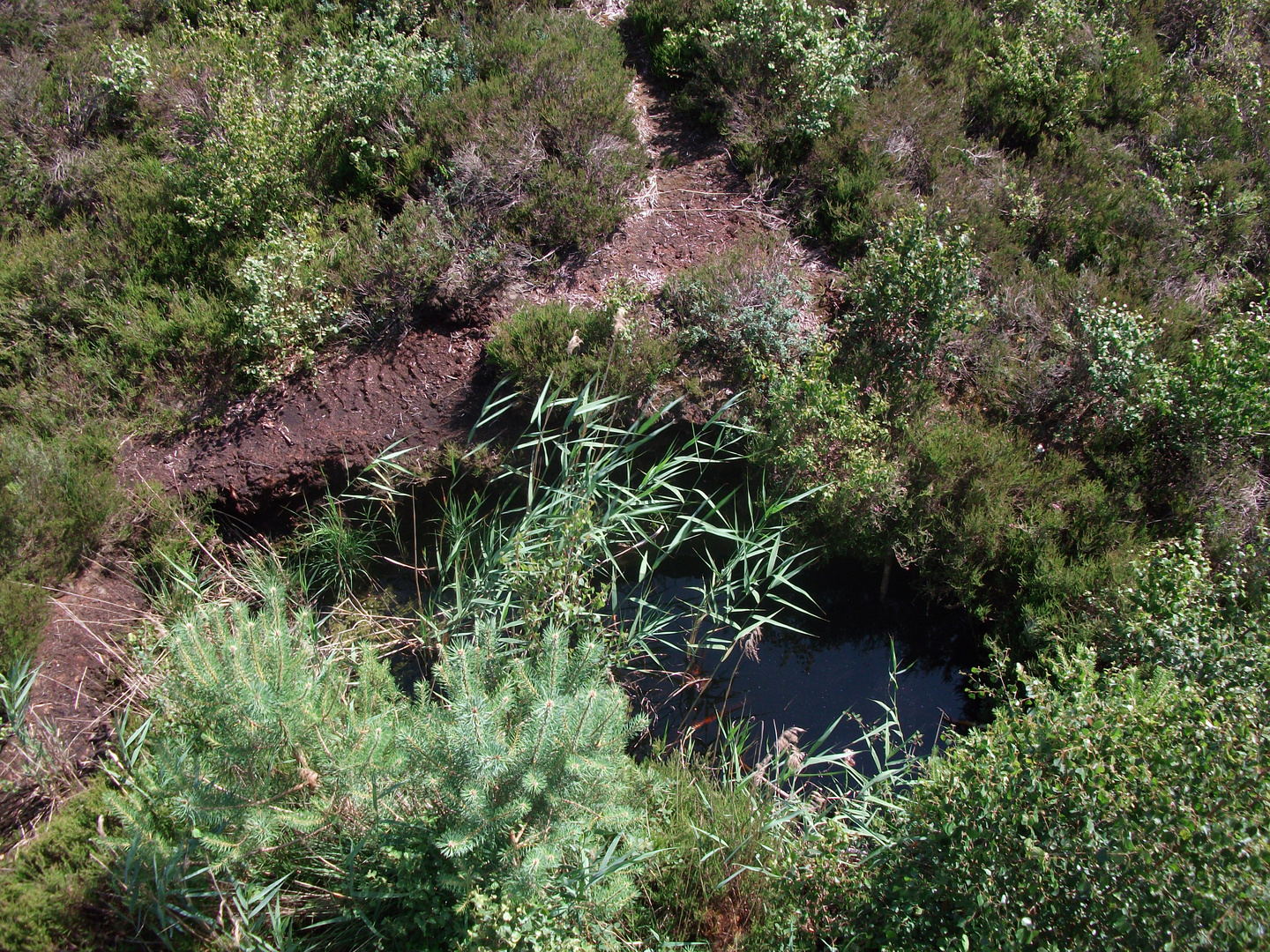 moor am steinhuder meer