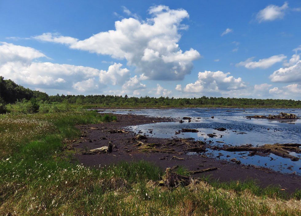 Moor am Steinhuder Meer