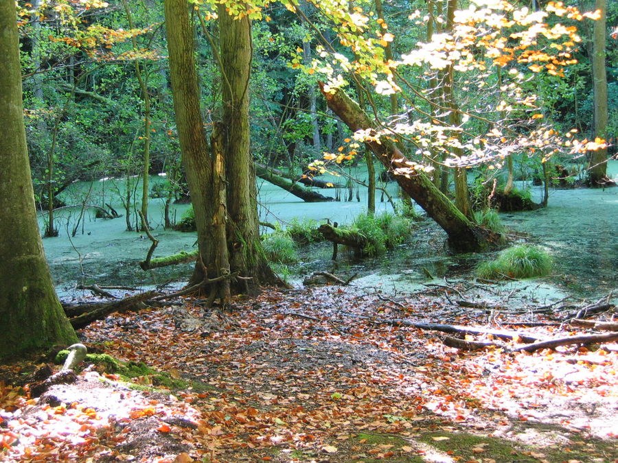 Moor auf Rügen