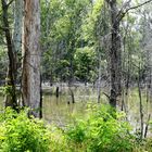 Moor bei Clarksdale im Mississippidelta...