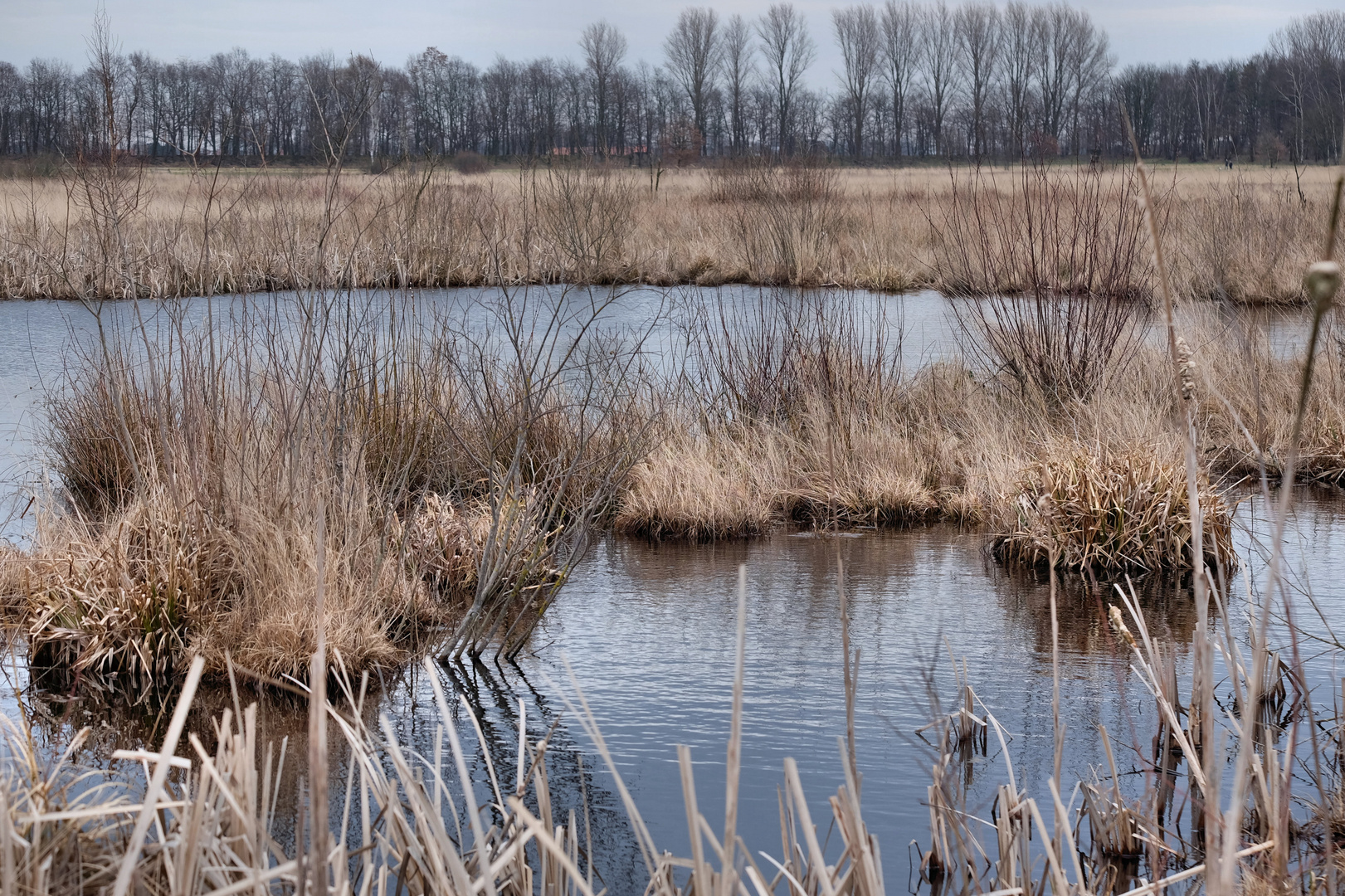 Moor bei Gelenbeck