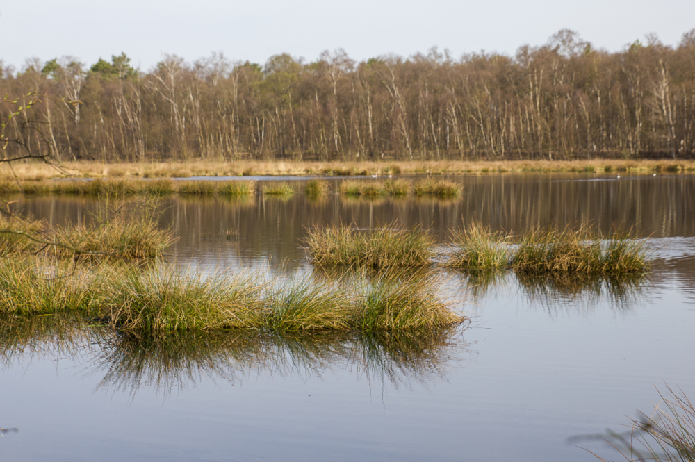 Moor bei Lohne