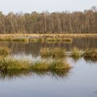 Moor bei Lohne