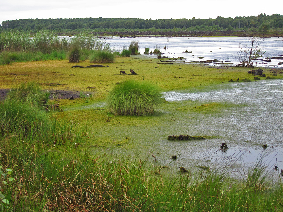 Moor bei Steinhude