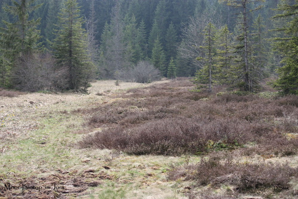 Moor-Biotop im Schweizer Jura