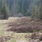 Moor-Biotop im Schweizer Jura