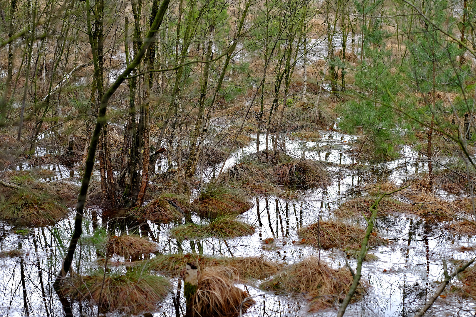 Moor Foto & Bild landschaft, wald, baum Bilder auf