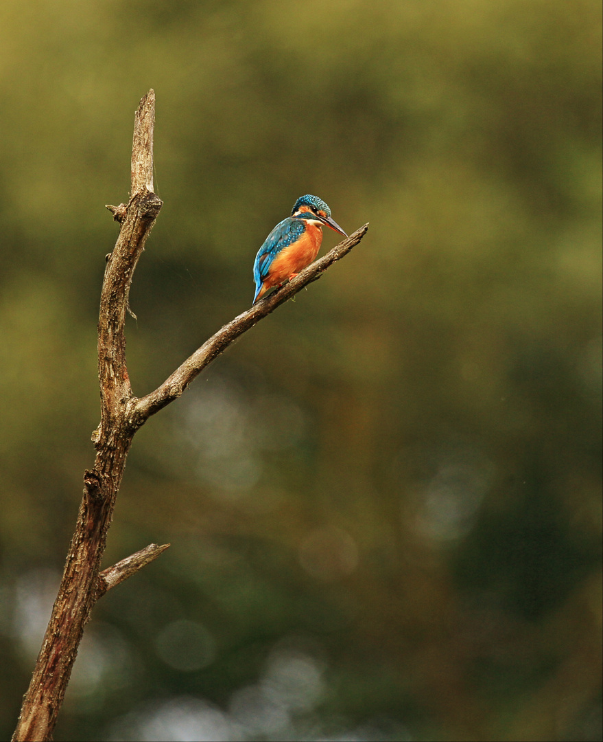  Moor Eisvogel Weibchen