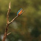  Moor Eisvogel Weibchen