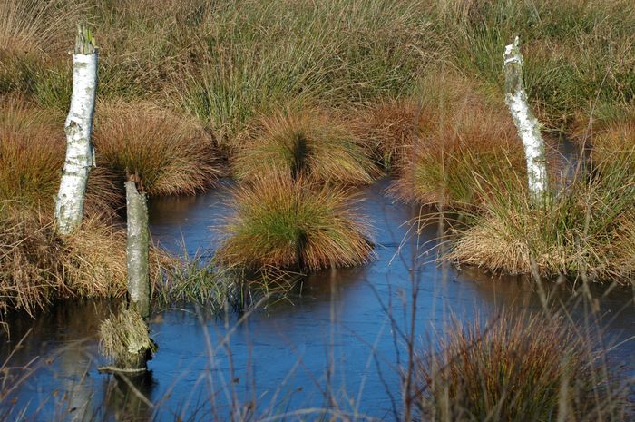 Moor-Farben.....