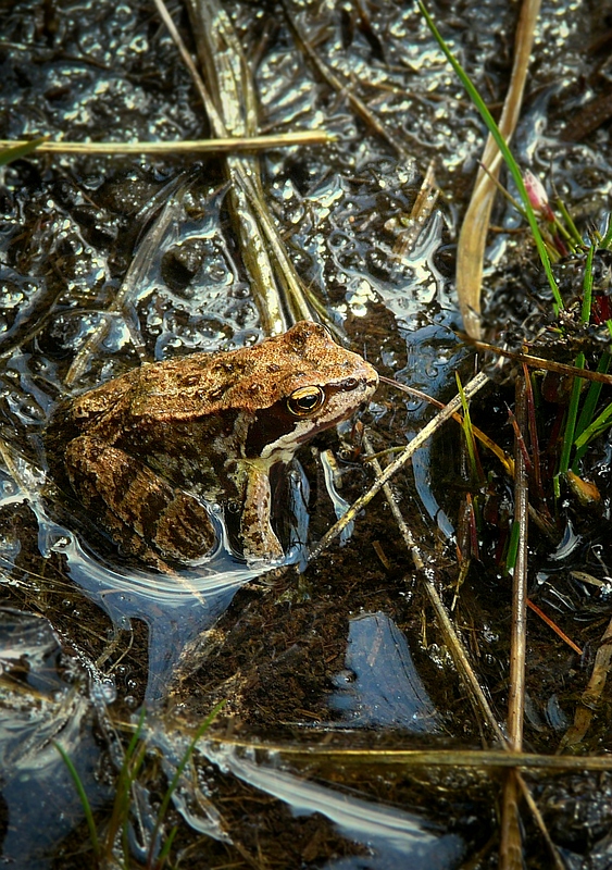 Moor Frog