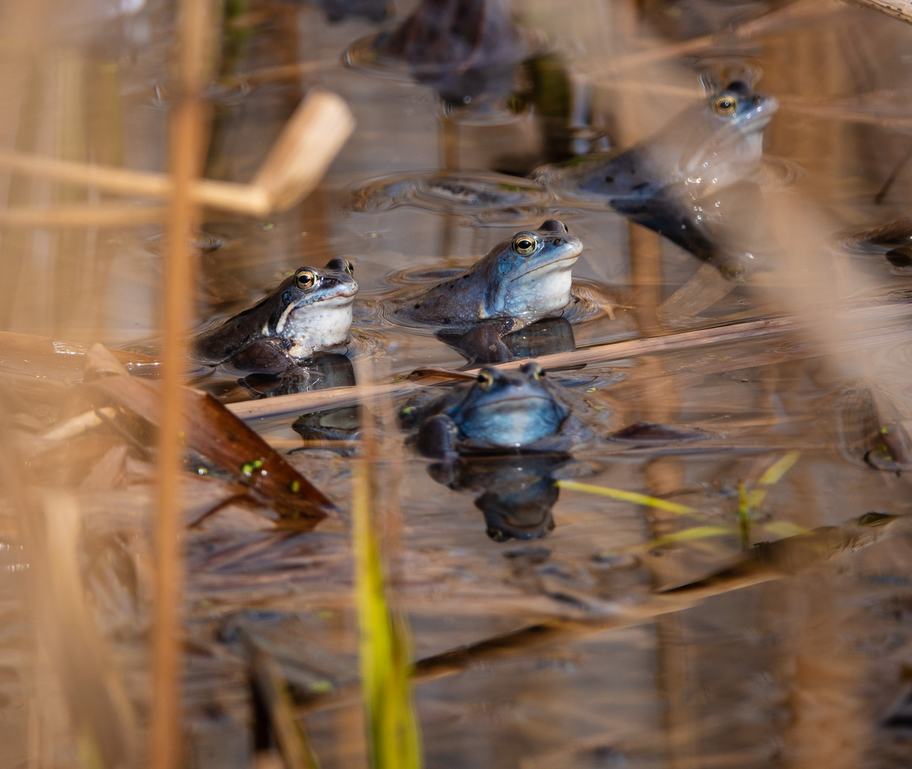 Moor frogs