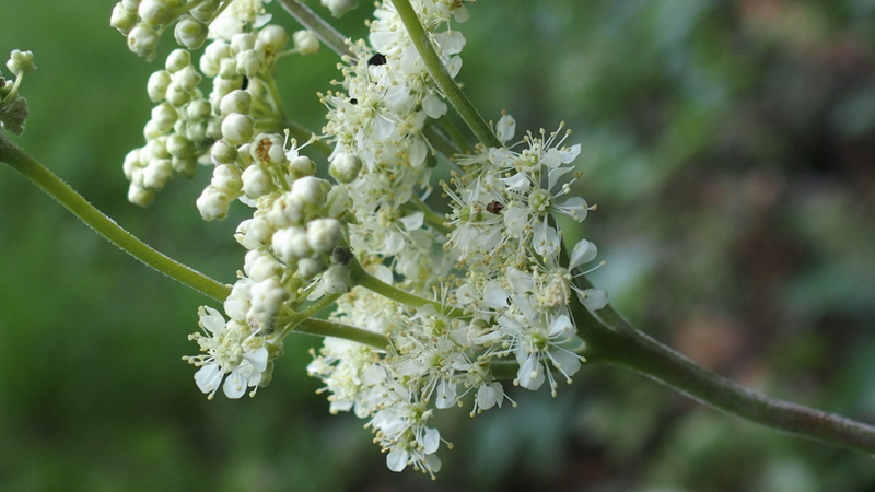 Moor-Geissbart oder auch bekannt als Echtes Mädesüss 'Filipendula ulmaria'