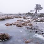 Moor Goldenstedt