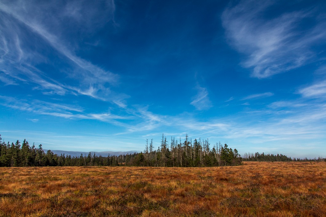 Moor- / Heidelandschaft im Harz