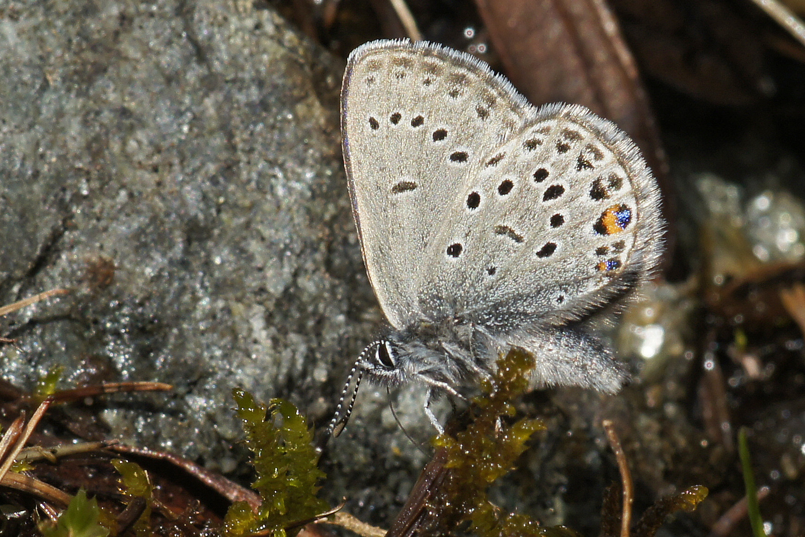 Moor-Heidelbeeren-Bläuling (Plebejus optilete)