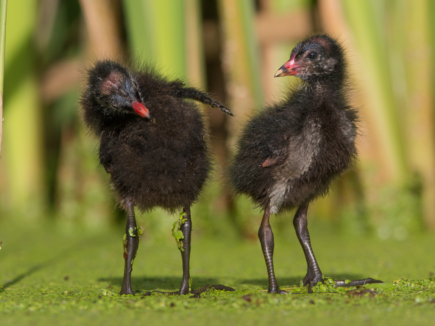 Moor hen chicks