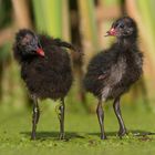 Moor hen chicks