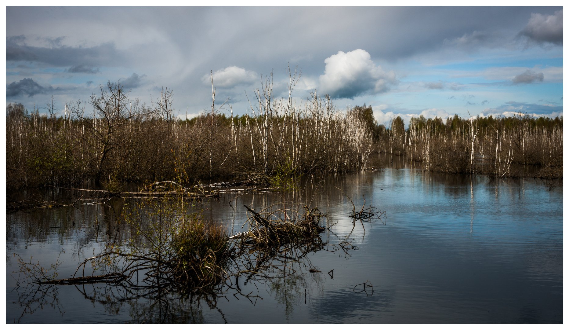 Moor im April